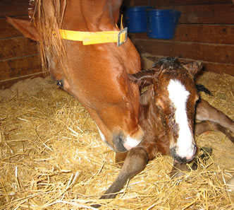 Mare and New Born Foal
